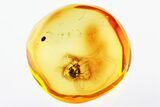 Detailed Fossil Ant (Bradoponera) In Baltic Amber #307235-1